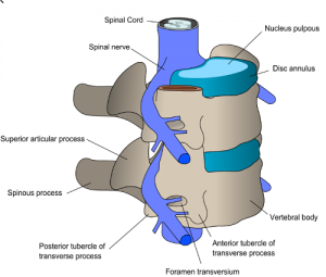 Spinal Cord Trauma